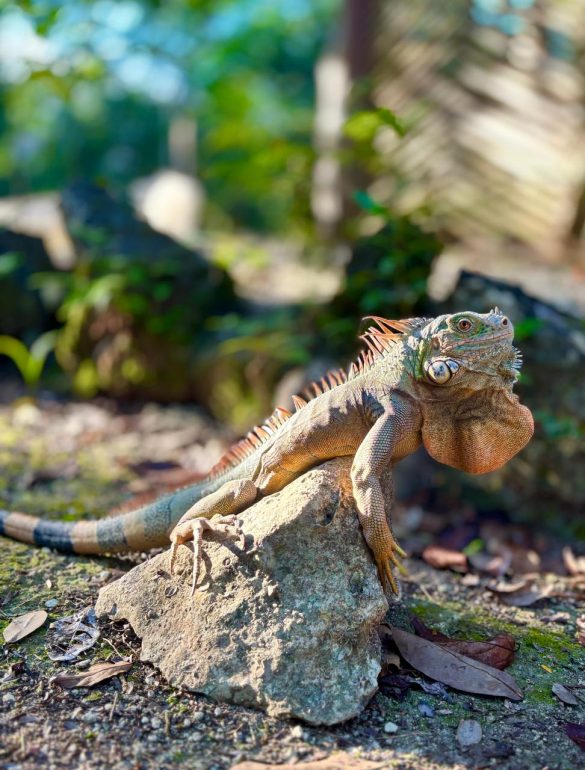 WhatsApp Image 2026-01-06 at 1.19.59 PM (2)