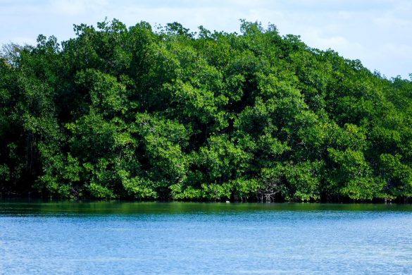 WhatsApp Image 2026-02-02 at 4.19.20 PM (1)